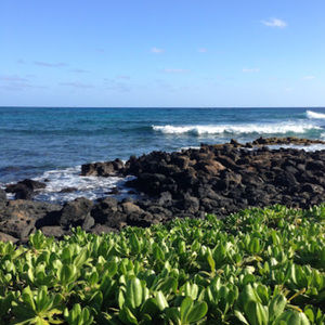 Meet your Posher, Elena